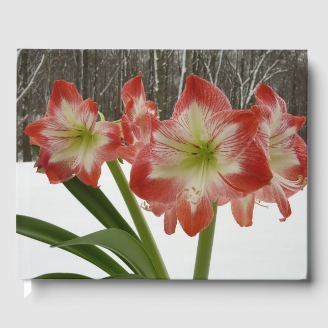 Amaryllis in Snow Red Holiday Winter Floral Guest Book (Front)