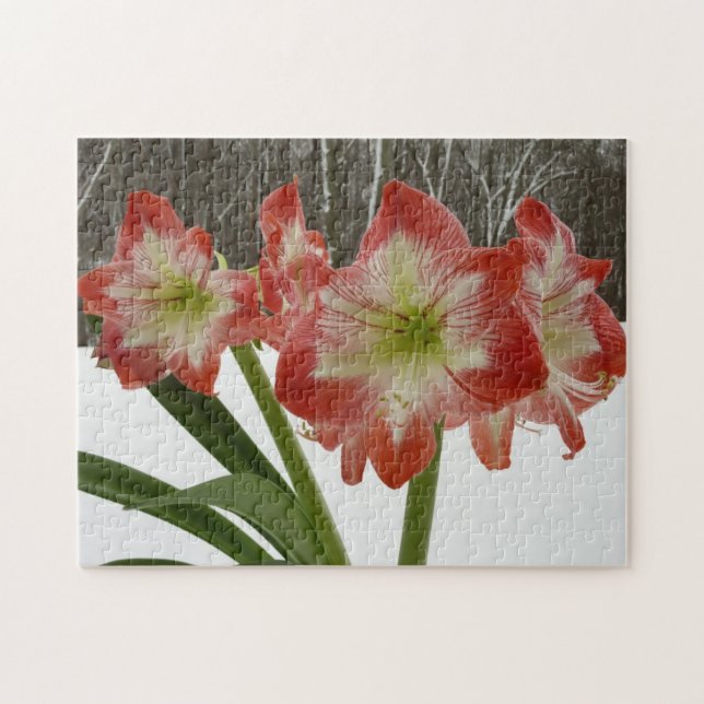 Amaryllis in Snow Red Holiday Winter Floral Jigsaw Puzzle (Horizontal)