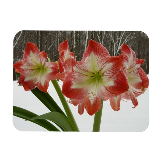 Amaryllis in Snow Red Holiday Winter Floral Magnet (Horizontal)