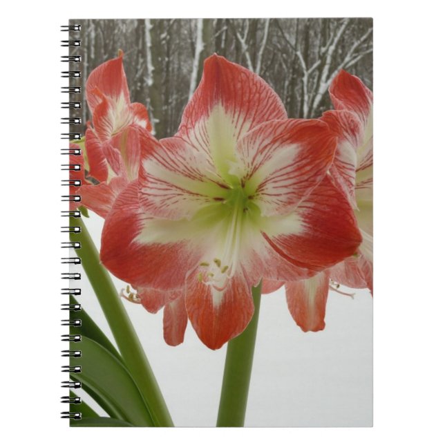Amaryllis in Snow Red Holiday Winter Floral Notebook (Front)