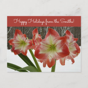 Amaryllis in Snow Red Holiday Winter Floral Postcard