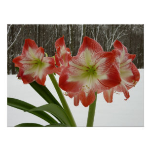 Amaryllis in Snow Red Holiday Winter Floral Poster
