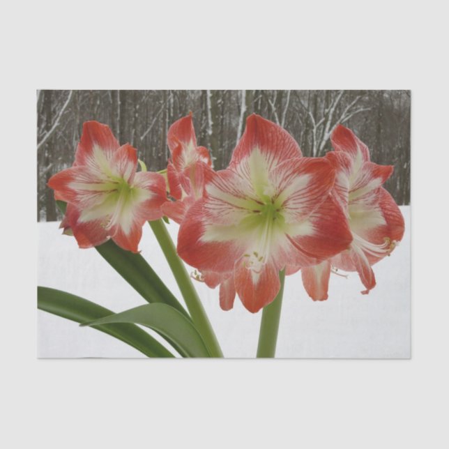 Amaryllis in Snow Red Holiday Winter Floral Tissue Paper (Front)