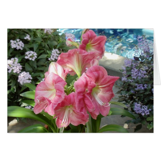 Amaryllis, National Botanic Garden, Washington, DC (Front Horizontal)