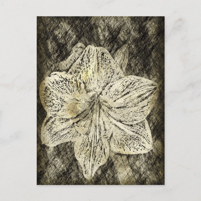 Amaryllis Old Time Sketch Postcard (Front)