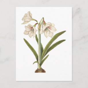 Amaryllis picta postcard