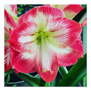 Amaryllis pink white colour gentle flower branch poster