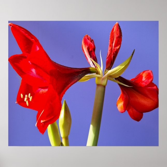 Amaryllis Poster (Front)