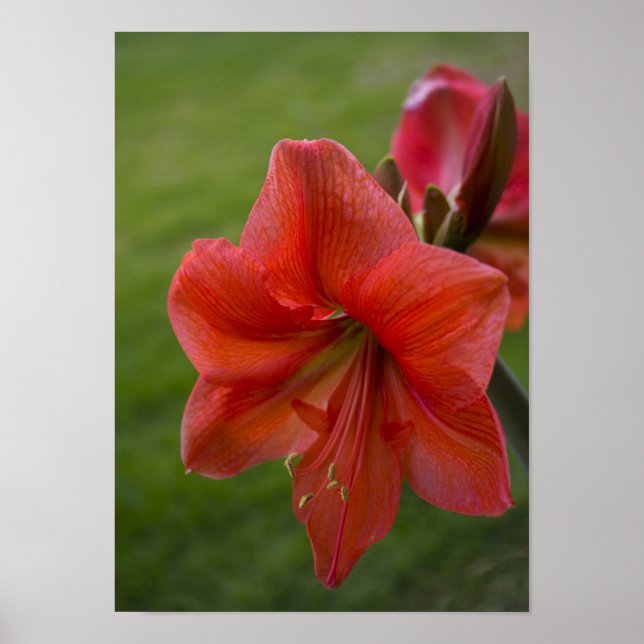 Amaryllis Poster (Front)