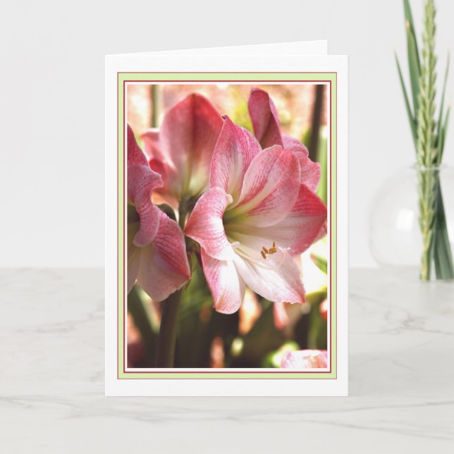 Amaryllis Red And White Blank Card (Front)