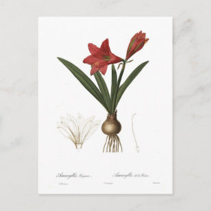 Amaryllis reginae postcard