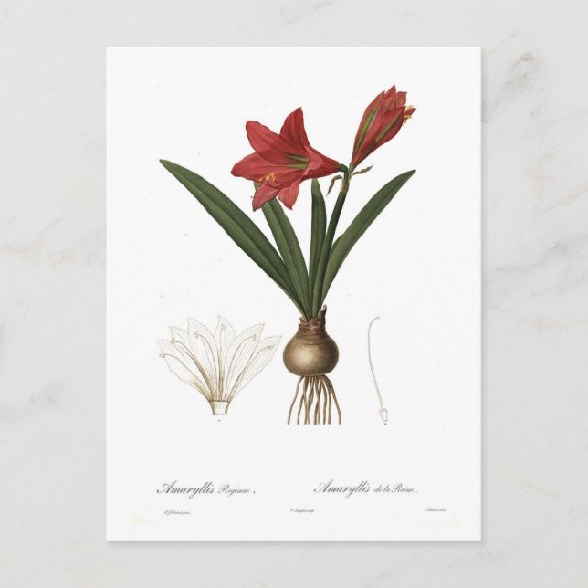 Amaryllis reginae postcard (Front)