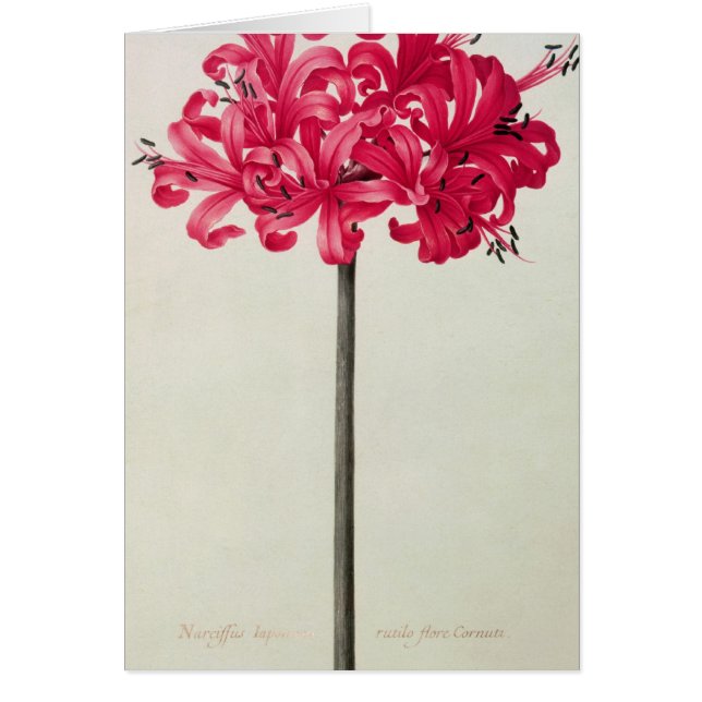 Amaryllis Sarniensis, or Narcissus (Front)