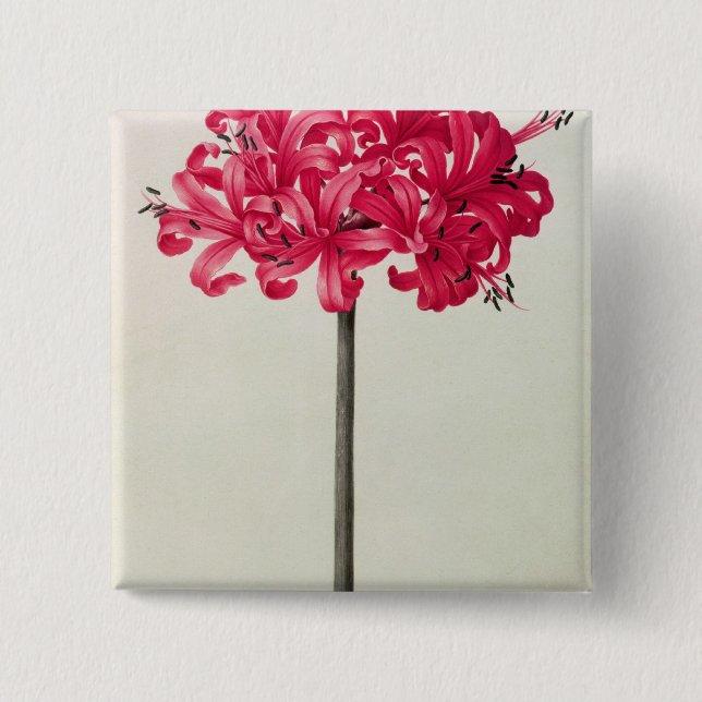 Amaryllis Sarniensis, or Narcissus 2 Inch Square Button (Front)