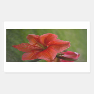 Amaryllis Sticker