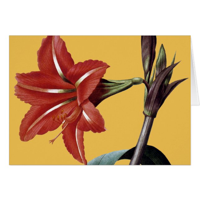 Amaryllis Striped (Front Horizontal)