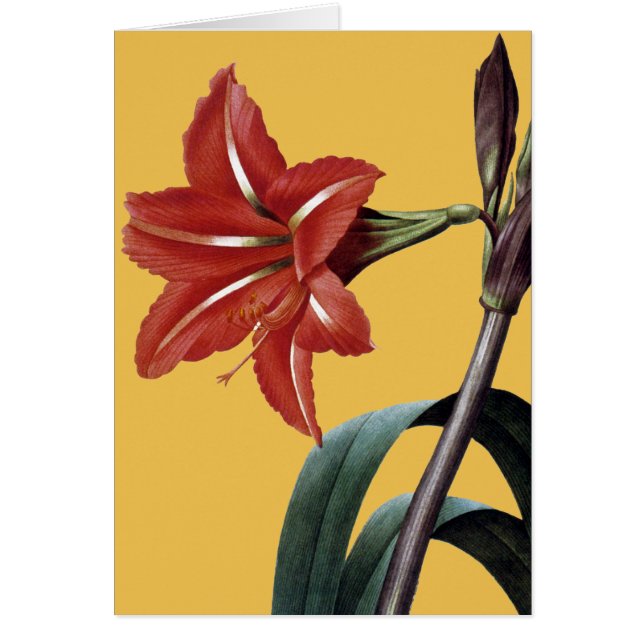 Amaryllis Striped (Front)