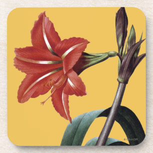 Amaryllis Striped Coaster