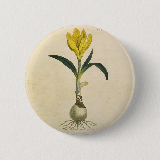 Amaryllis Tulip Botanical Garden Flower 2 Inch Round Button (Front)