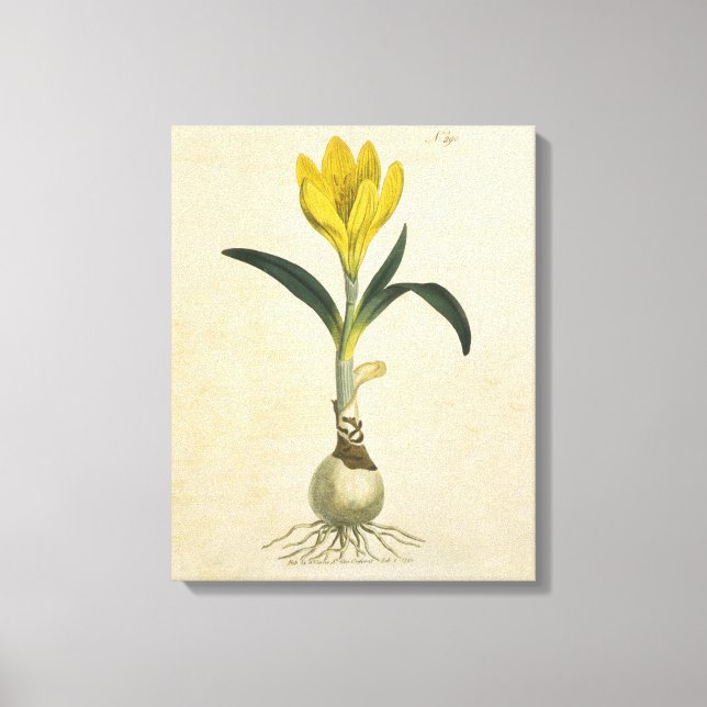 Amaryllis Tulip Botanical Garden Flower Canvas Print (Front)