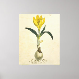 Amaryllis Tulip Botanical Garden Flower Canvas Print