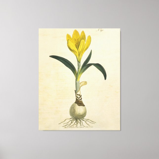 Amaryllis Tulip Botanical Garden Flower Canvas Print (Front)