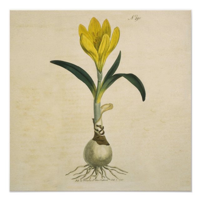 Amaryllis Tulip Botanical Garden Flower Poster (Front)