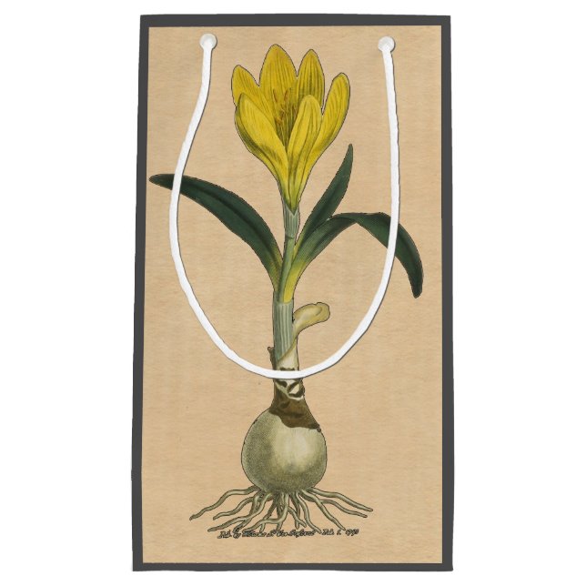 Amaryllis Tulip Botanical Garden Flower Small Gift Bag (Front)