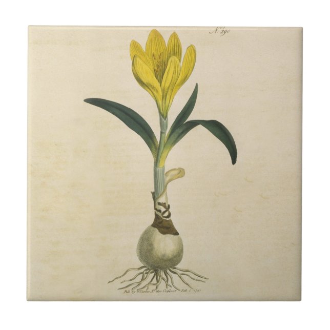 Amaryllis Tulip Botanical Garden Flower Tile (Front)