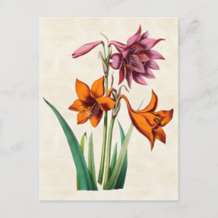 Amaryllis Vintage Botanical Postcard