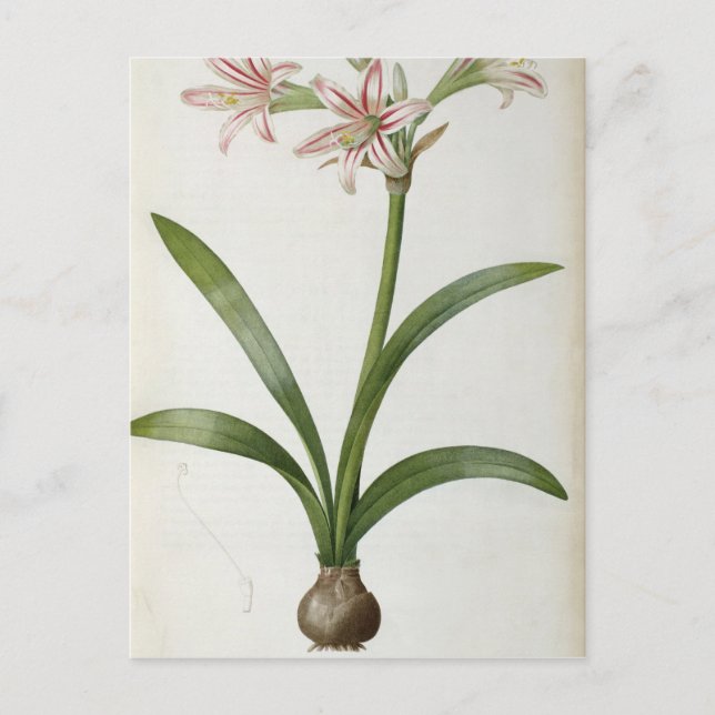 Amaryllis Vittata Postcard (Front)
