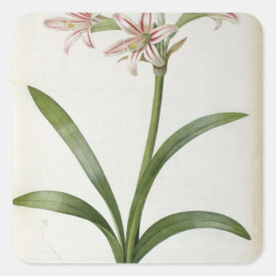 Amaryllis Vittata Square Sticker