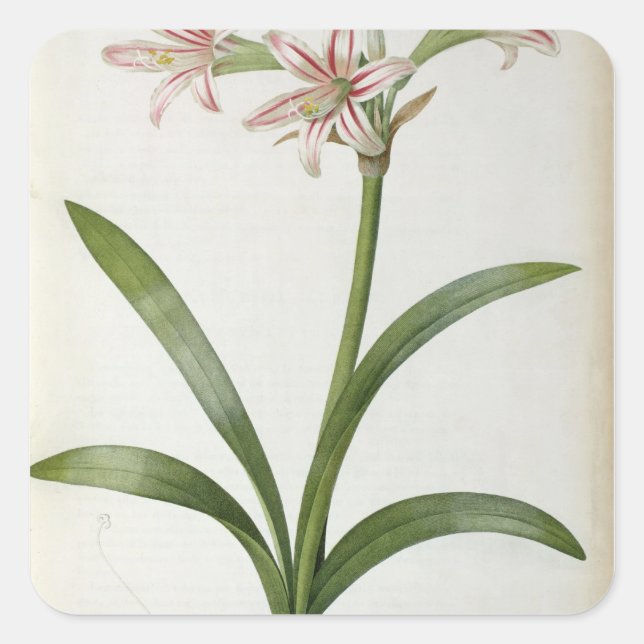 Amaryllis Vittata Square Sticker (Front)