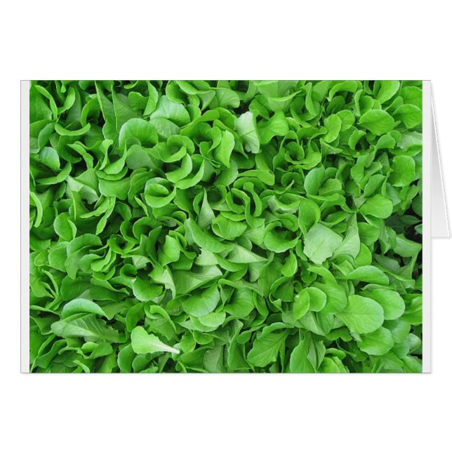 amateurs de laitue (Devant horizontal)