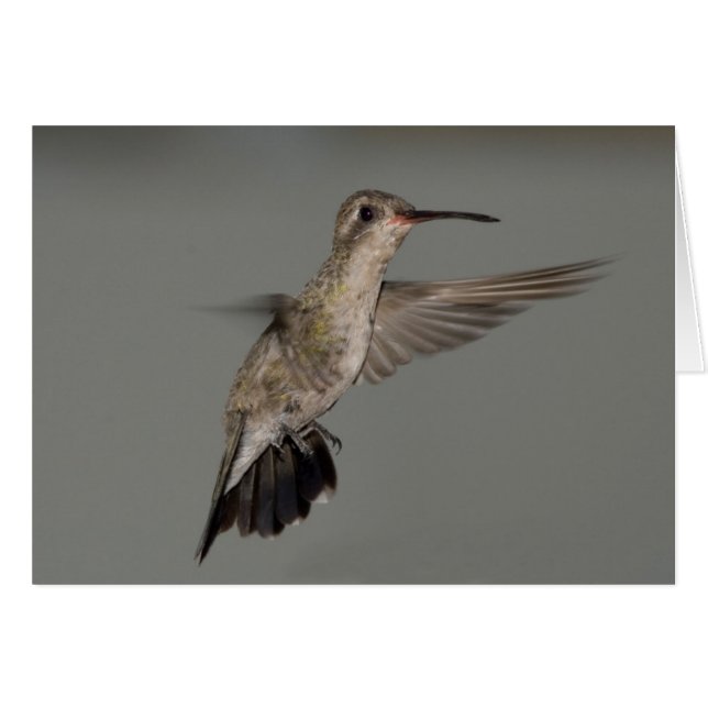 Amazilia rutila - Colibri de cannelle (Devant horizontal)