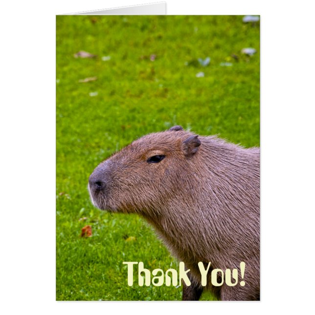 Amazing Animal Capybara (Front)