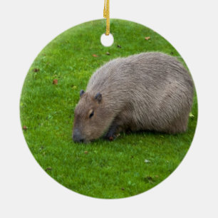 Amazing Animal Capybara Ceramic Ornament