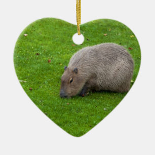 Amazing Animal Capybara Ceramic Ornament