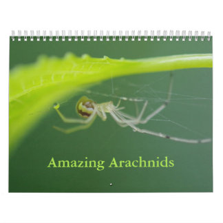Amazing Arachnids Spider Calendar