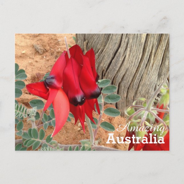 Amazing Australia postcard (Front)