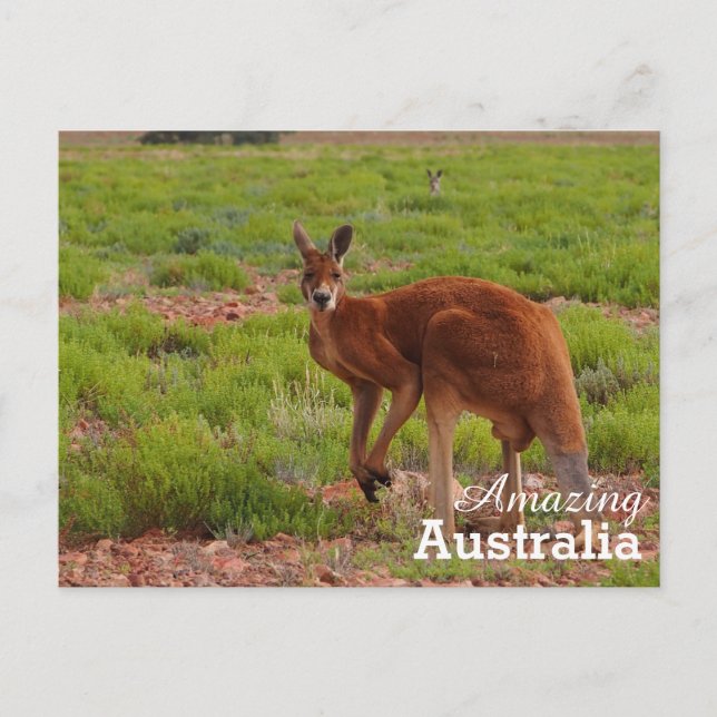 Amazing Australia postcard (Front)