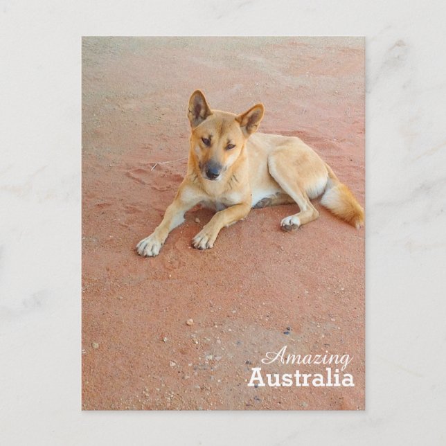 Amazing Australia postcard (Front)