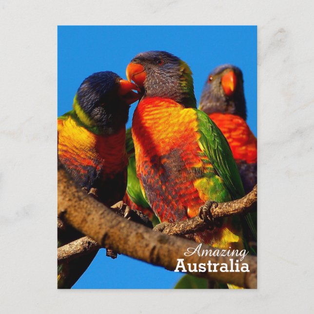 Amazing Australia postcard (Front)