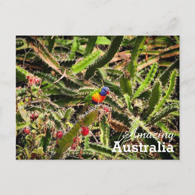 Amazing Australia postcard (Front)