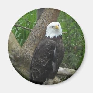 Amazing Bald Eagle Magnet