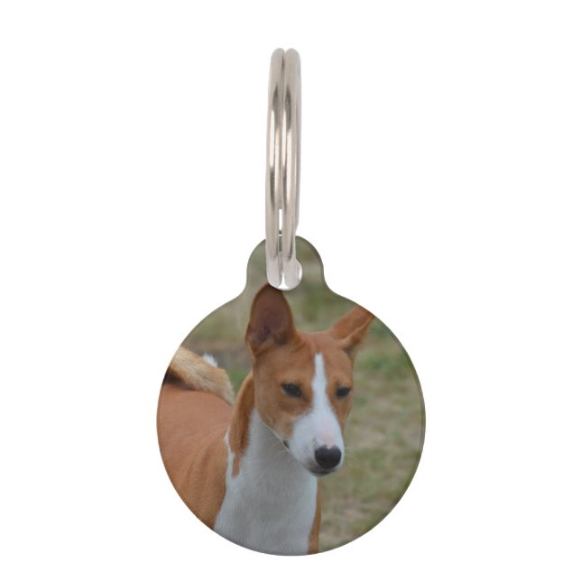 Amazing Basenji Dog Pet Tag (Front)
