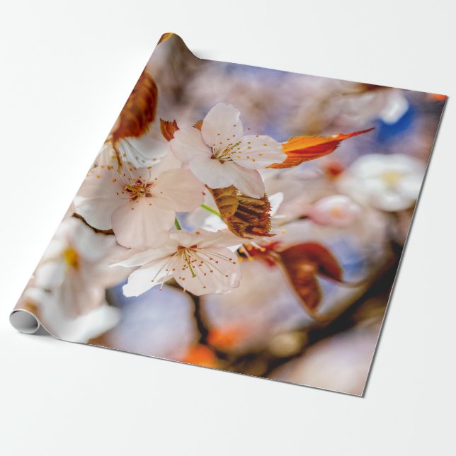 Amazing Bunch Of Sakura Flowers In Spring Wrapping Paper (Unrolled)