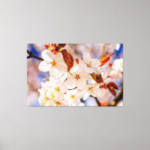 Amazing Bunch Of Sakura Flowers In Springtime Canvas Print