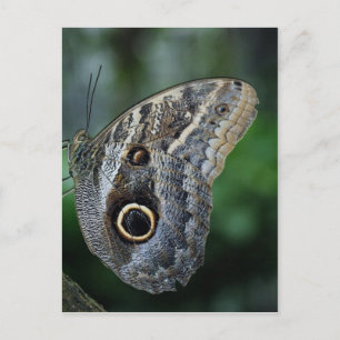 Amazing Caligo Eurilochus Butterfly Postcard
