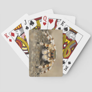 Amazing Close-Up of a Tarantula Spider Playing Cards
